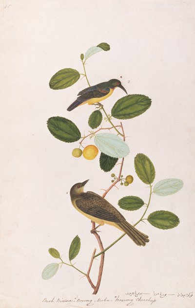 Souimanga à gorge rouge et Bulbul à yeux rouges, des dessins d